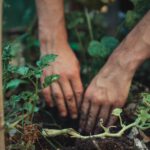 Transformeer je tuin: Waarom een tuinman een slimme keuze is 